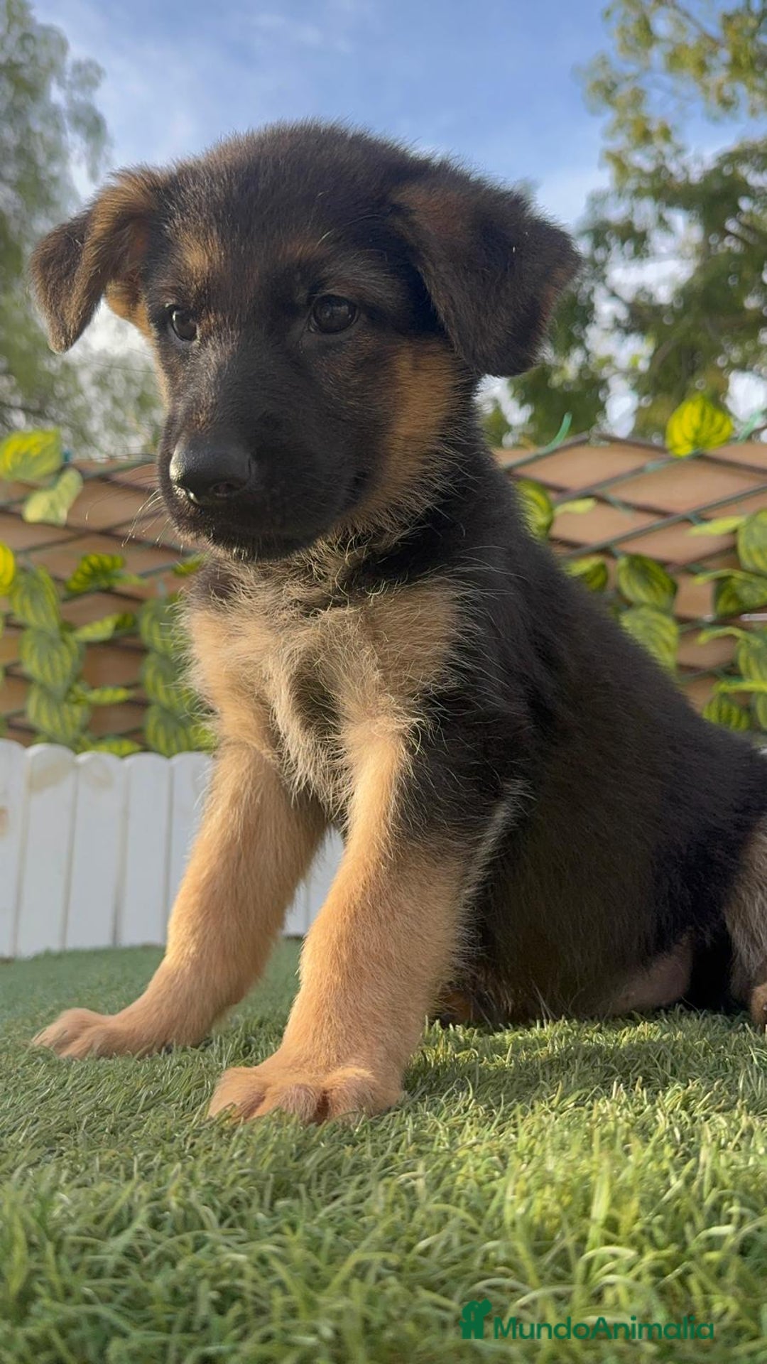 Pastor Alemán perros en venta: PASTOR ALEMAN HEMBRA - Imagen 13