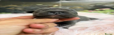 ADA