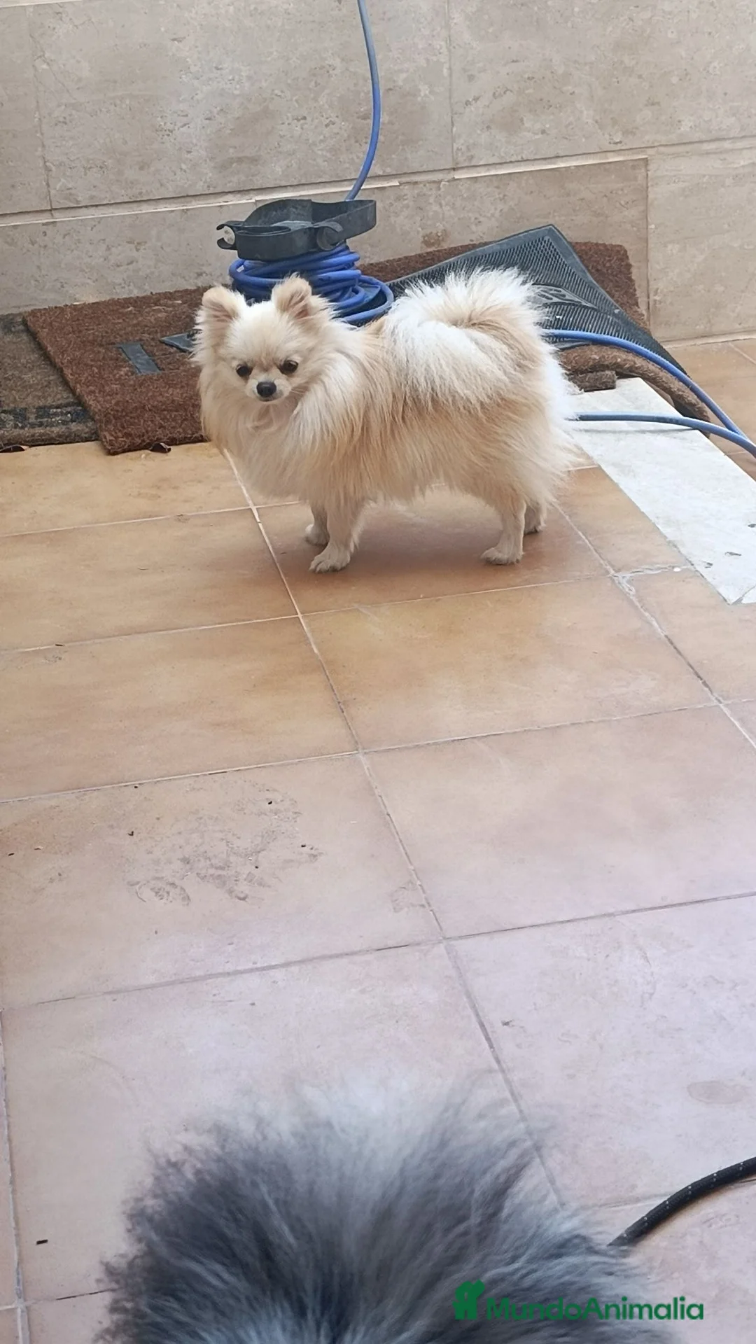 Pomerania perros en venta: Pomerania  - Anuncio 2