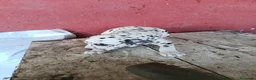 Dálmata perros en venta: Dalmata disponible macho y hembra  en Alicante - Anuncio 4