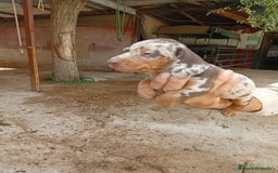 Teckel perros en venta: Teckel mini - Imagen 4