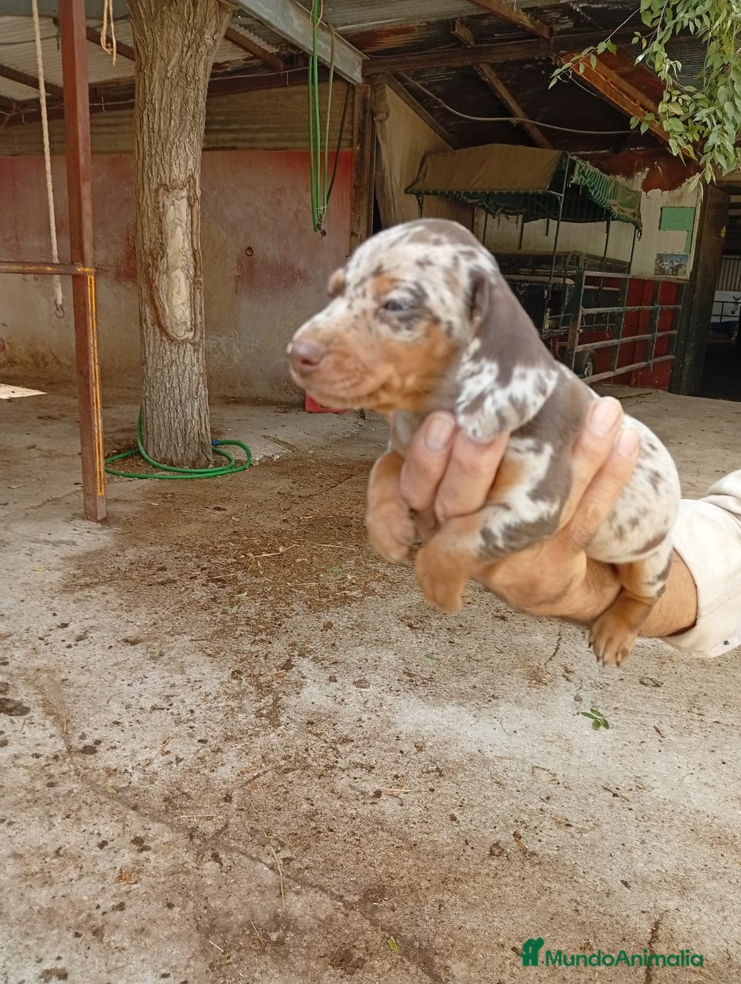 Teckel perros en venta: Teckel mini - Imagen 4