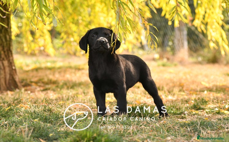 Labrador Retriever perros - Anuncio 4