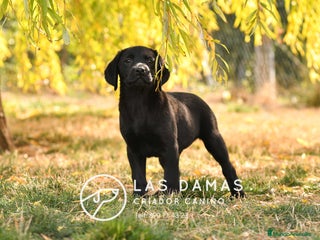 Labrador Retriever perros - Anuncio 4