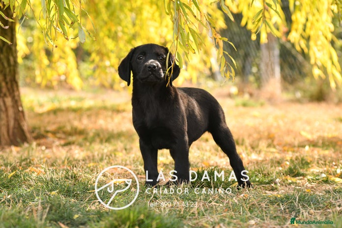 Labrador Retriever perros - Anuncio 1