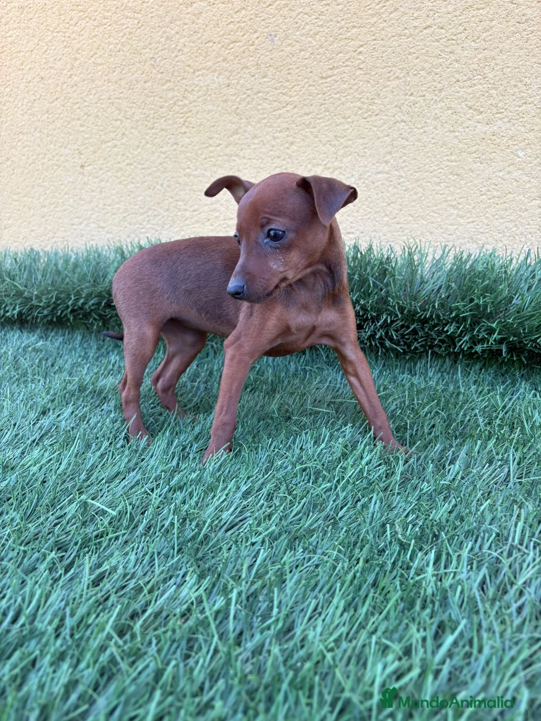 Pinscher Miniatura perros en venta: Mini pinscher miniatura hembra  - Anuncio 5