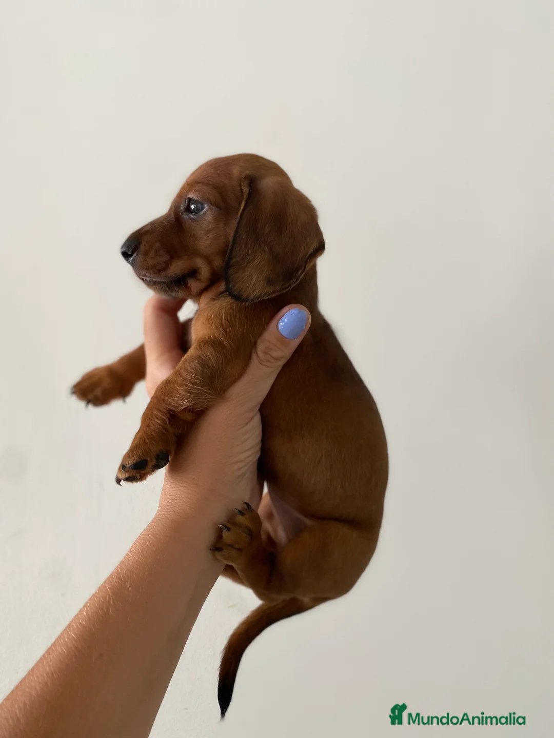 Teckel perros en venta: Teckel miniatura excelente calidad 601144783 en Valencia - Anuncio 10