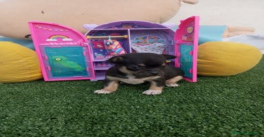 Chihuahua perros - Anuncio 3