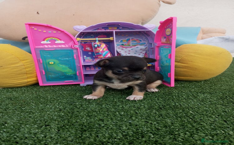 Chihuahua perros - Anuncio 3