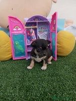 Chihuahua perros - Anuncio 6