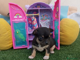 Chihuahua perros - Anuncio 3