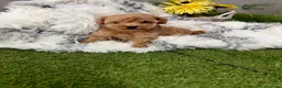 Caniche Toy perros en venta: Caniche Toy hembra apricot fotos actuales!! - Anuncio 5