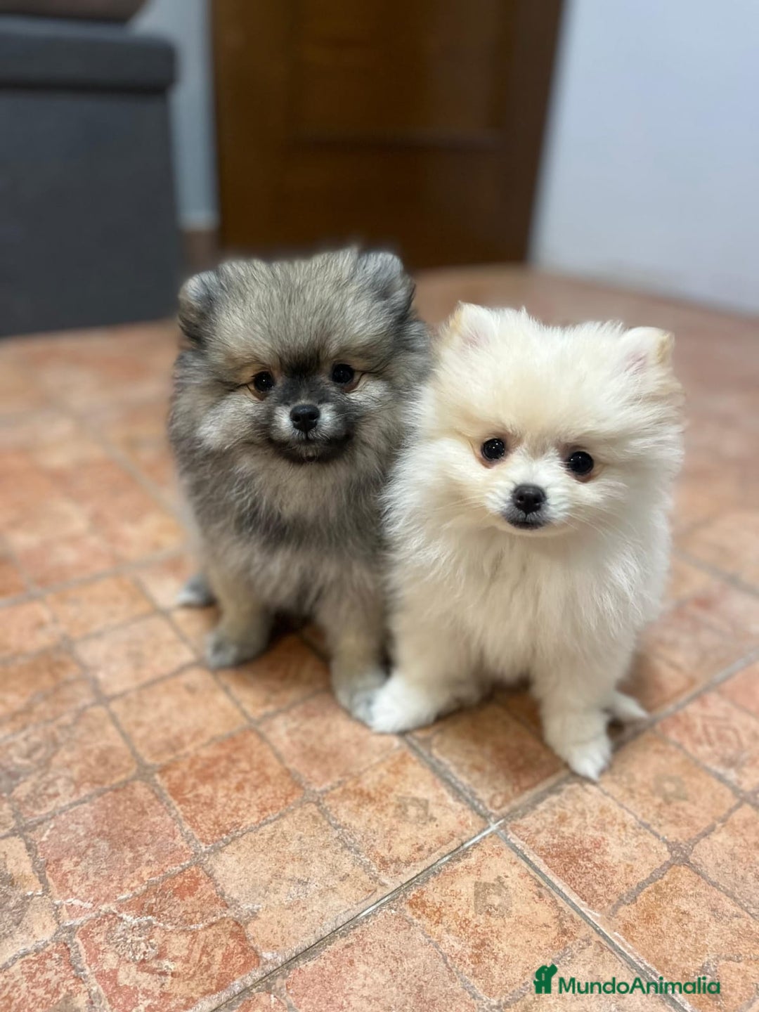 Pomerania perros en venta: Lulu pomerania toy - Anuncio 3