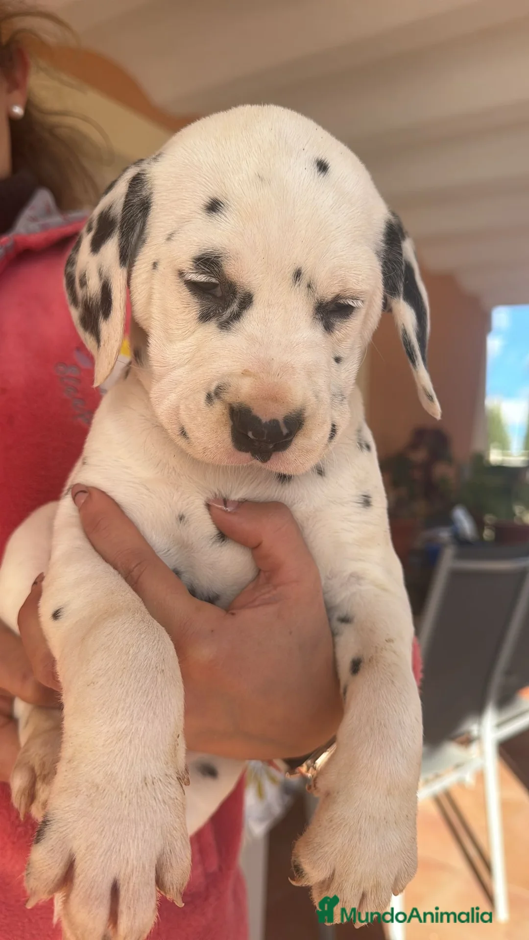 Dálmata perros en venta: Dalmata  - Anuncio 1