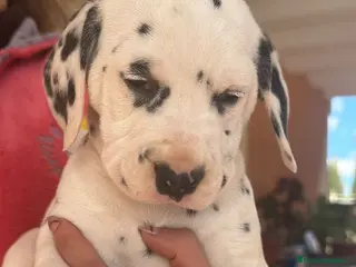 Dálmata perros Dalmata - Anuncio 9