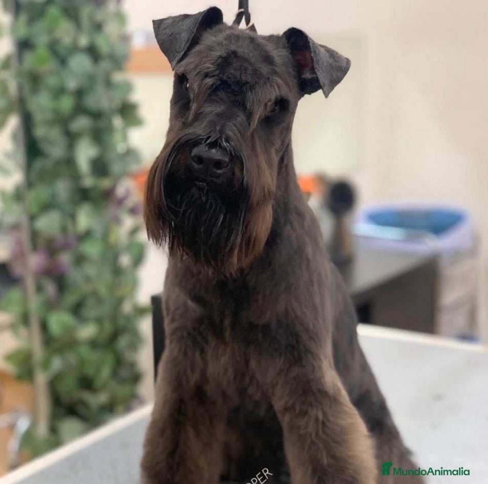 Schnauzer Miniatura perros Schnauzee mini - Anuncio 2