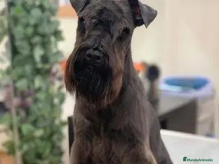Schnauzer Miniatura perros Schnauzee mini - Anuncio 2