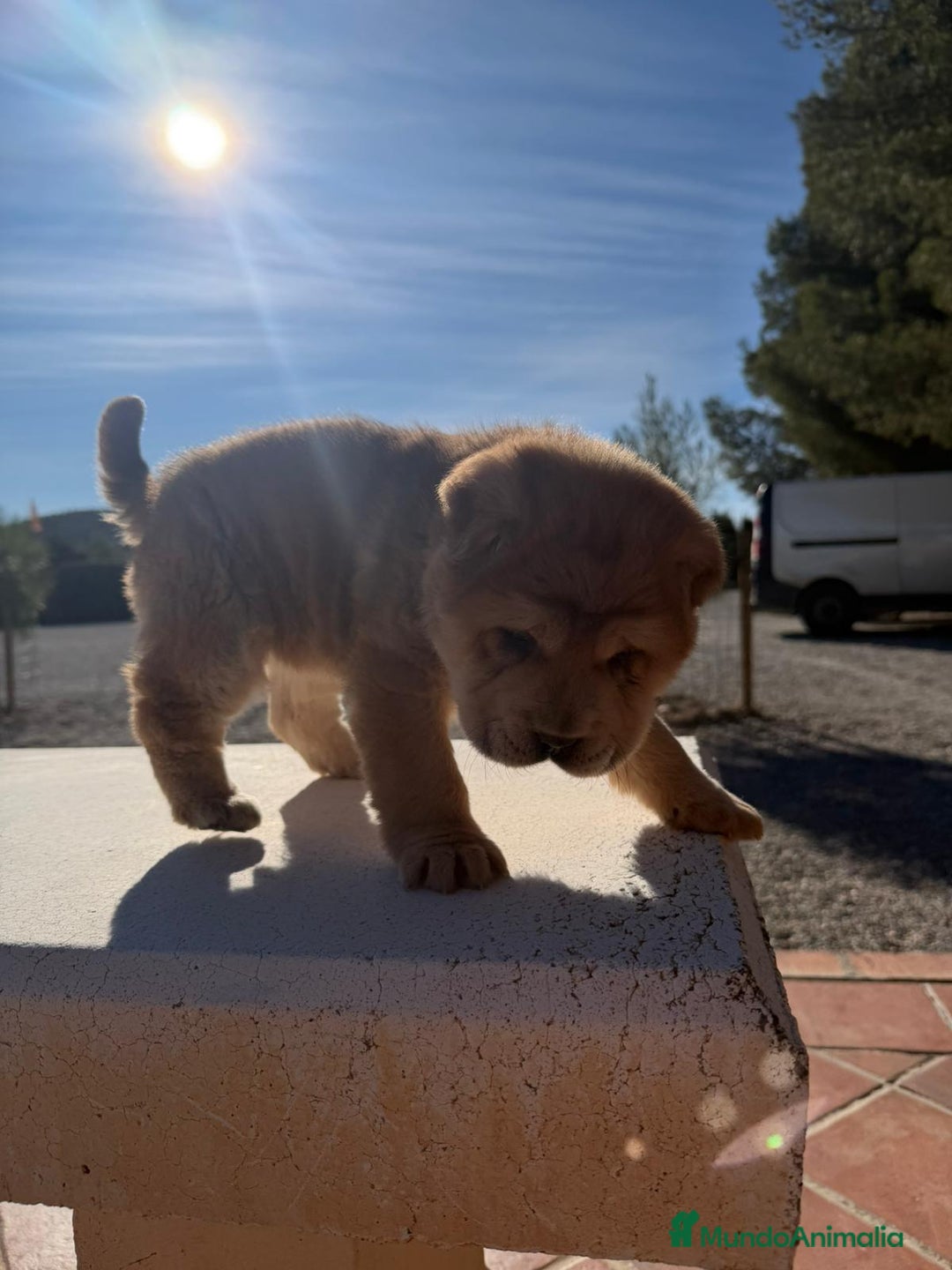 Shar Pei perros en venta: Magnífica hembra Sharpei adorable  - Anuncio 6