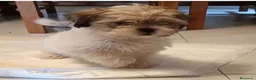 Shih Tzu perros en venta: MalShi. Shihtzu x Maltes - Anuncio 8