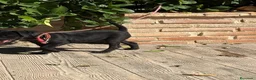 Jack Russell Terrier perros en venta: Cachorro Patterdale terrier  - Anuncio 4