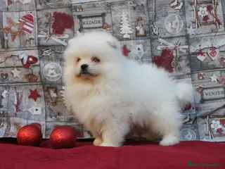 Pomerania perros POMERANIA LINEA TOY MUY CHATO - Anuncio 1