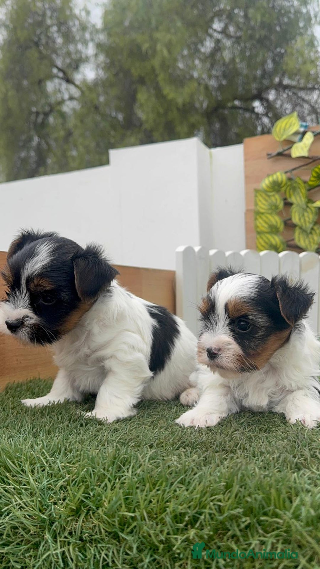 Yorkshire Terrier perros en venta: YORKSHIRE BIEWER - Anuncio 11