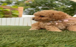 Caniche Toy perros en venta: CANICHE TOY HEMBRA - Imagen 8