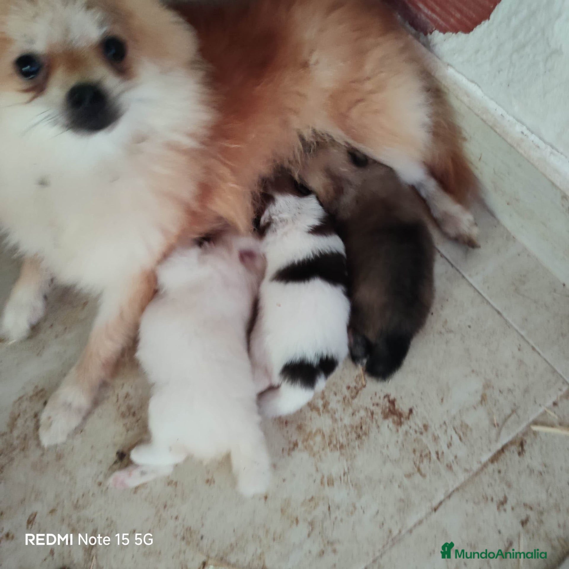 Pomerania perros Pomerania  - Anuncio 1