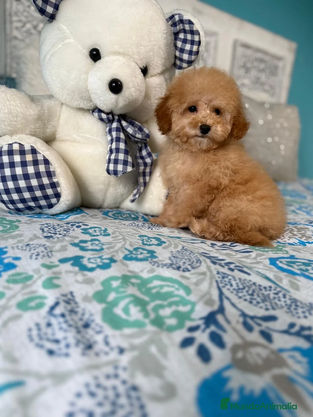 Caniche Toy perros en venta: Caniche toy apricot hembra lista para entregar  - Anuncio 1