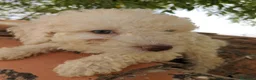 Perro de Agua Español perros en venta: Preciosos cachorros de Perro de Agua - Anuncio 14