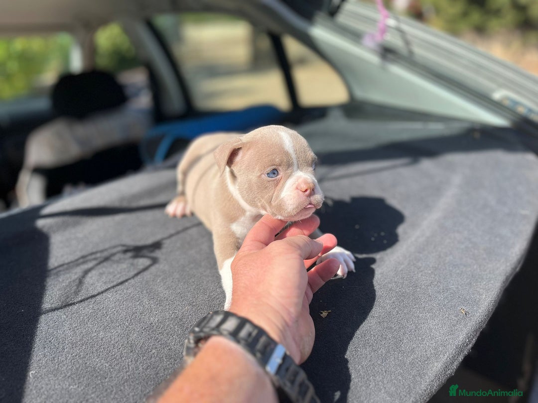 American Bully perros en venta: American bully pocket  - Imagen 6