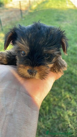 Yorkshire Terrier perros - Anuncio 5