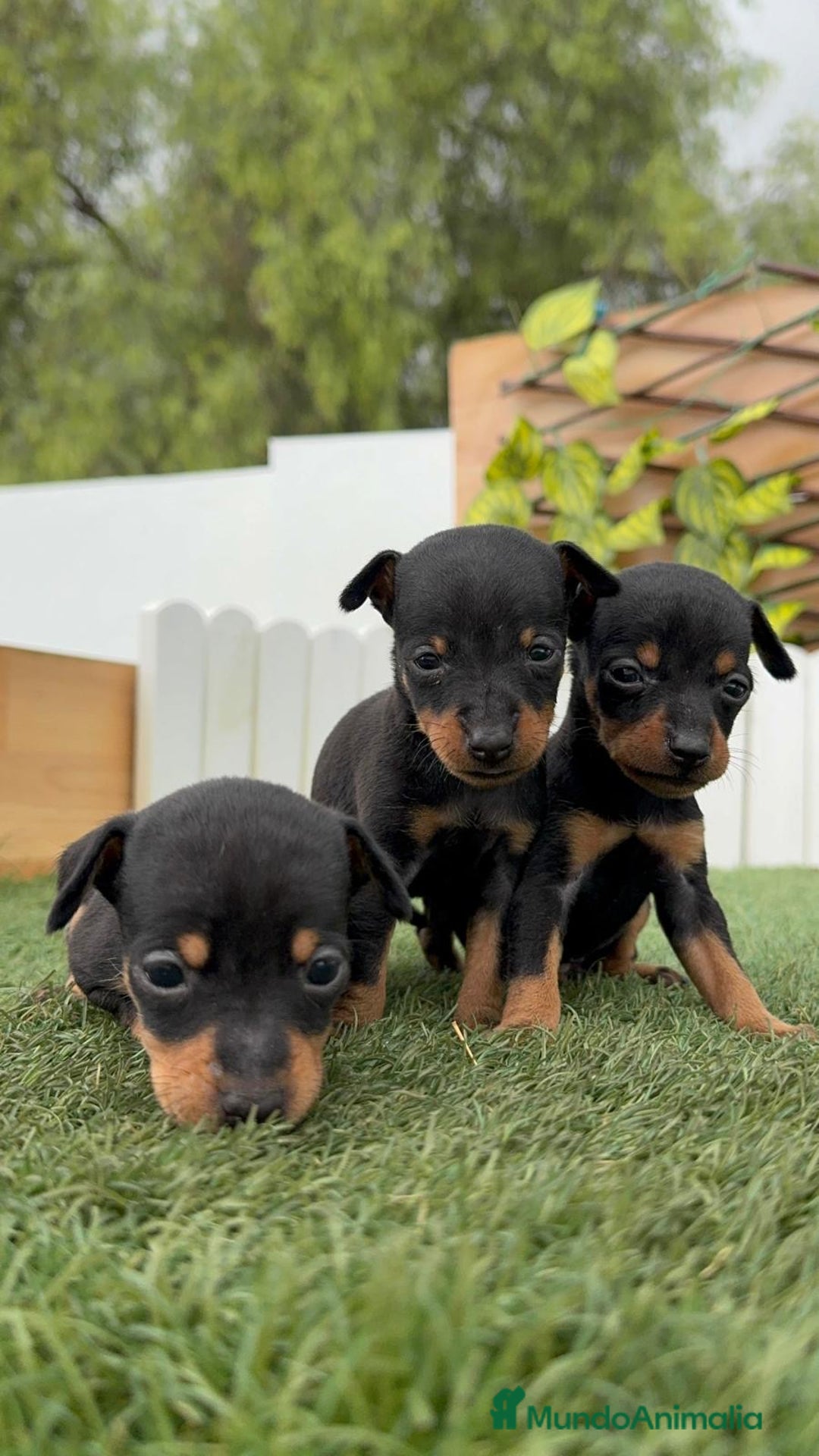 Pinscher Miniatura perros en venta: PINSCHER MUNIATURA - Imagen 3
