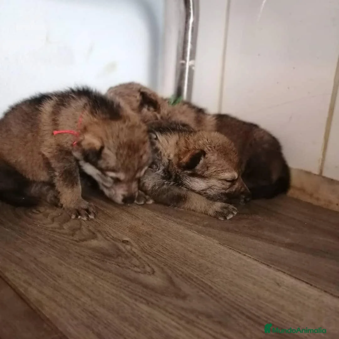 Perro Lobo Checoslovaco perros en venta: Cachorritos lobo checo disponibles - Anuncio 3