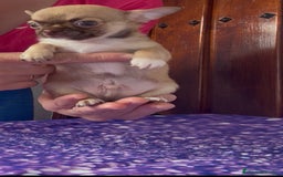 Chihuahua perros en venta: Chihuahua macho chocolate super chiquitin - Imagen 4