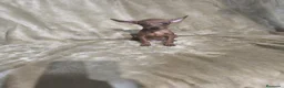 Pinscher Miniatura perros en venta: Preciosos pinscher miniatura rojos🐶🐾 en Cáceres - Anuncio 3