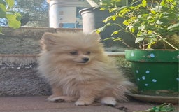 Pomerania perros en venta: Pomerania 50% línea rusa - Imagen 4