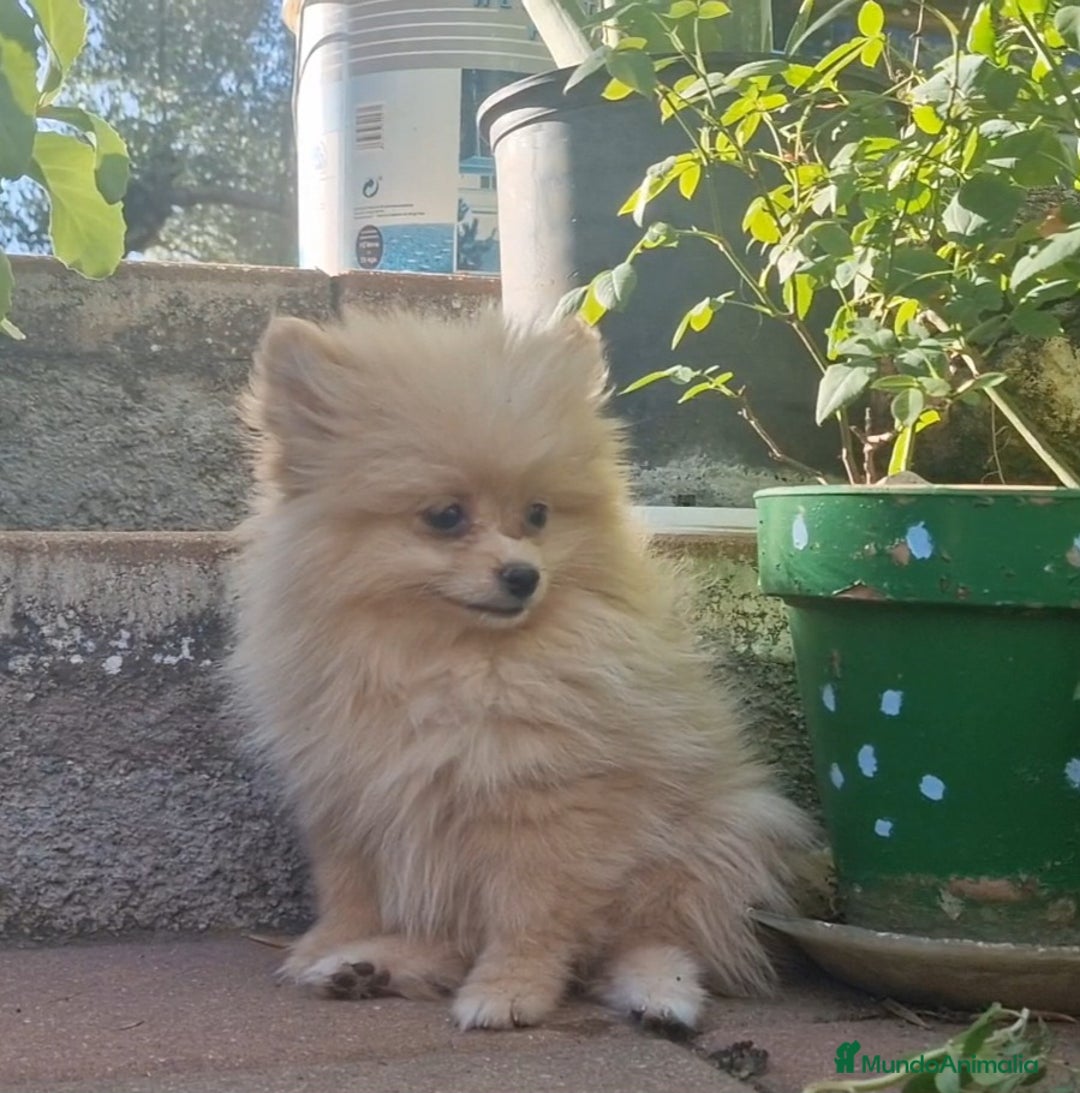 Pomerania perros en venta: Pomerania 50% línea rusa - Imagen 4