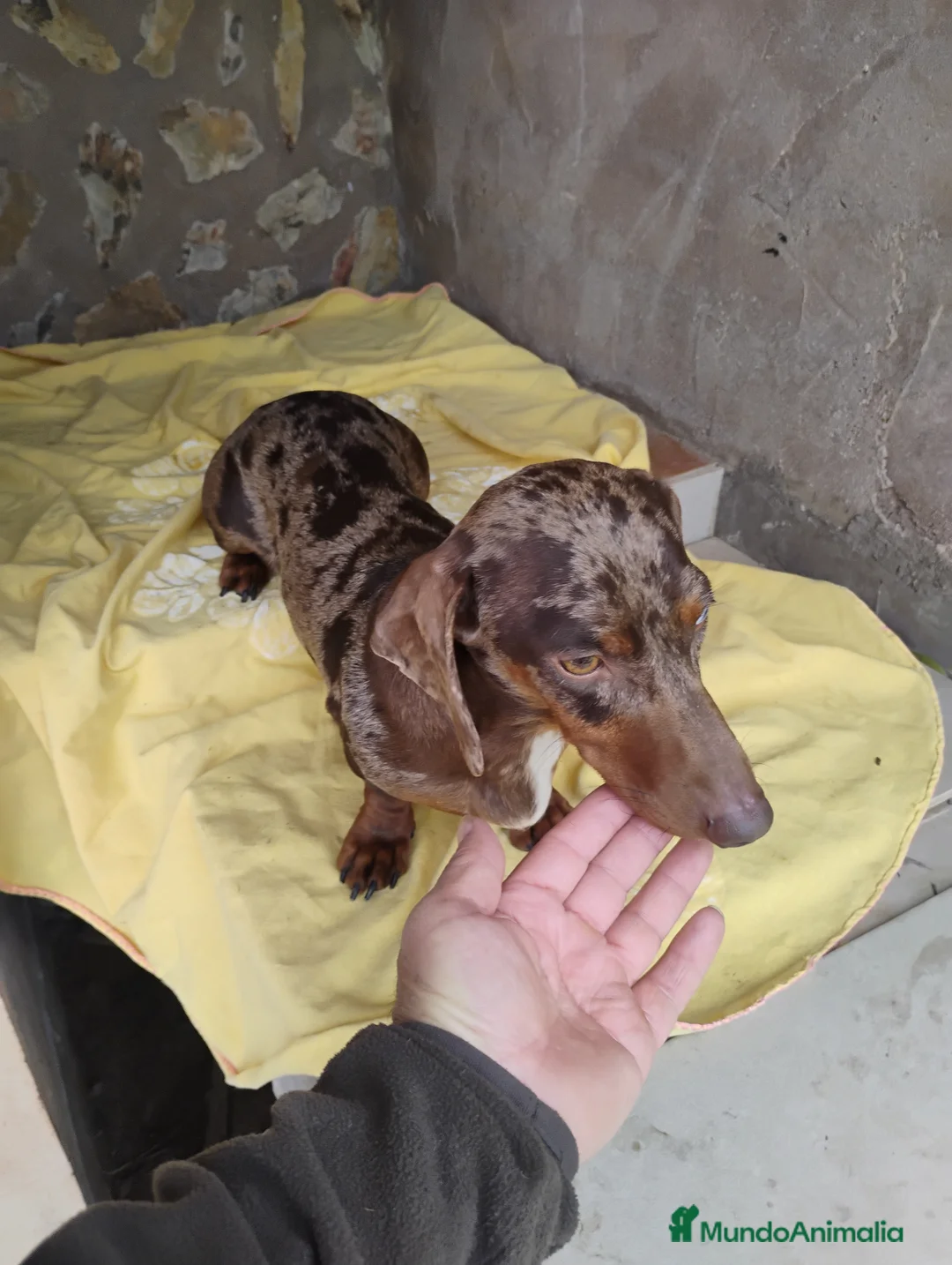 Teckel perros en venta: Macho teckel arlequín chocolate  - Anuncio 1