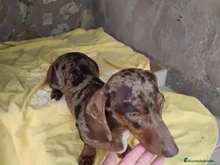 Teckel perros Macho teckel arlequín chocolate - Anuncio 1