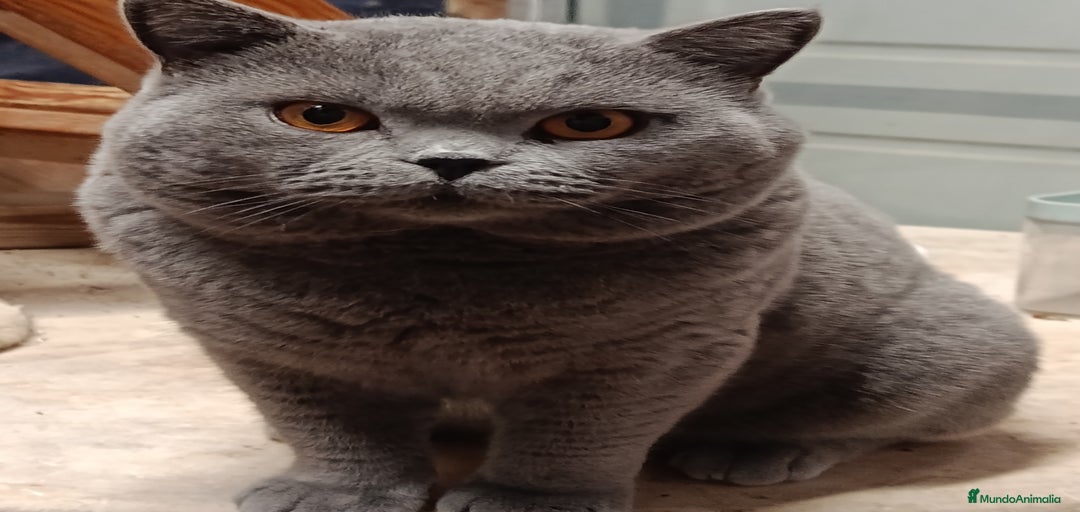 Imagen de galería {{count}}