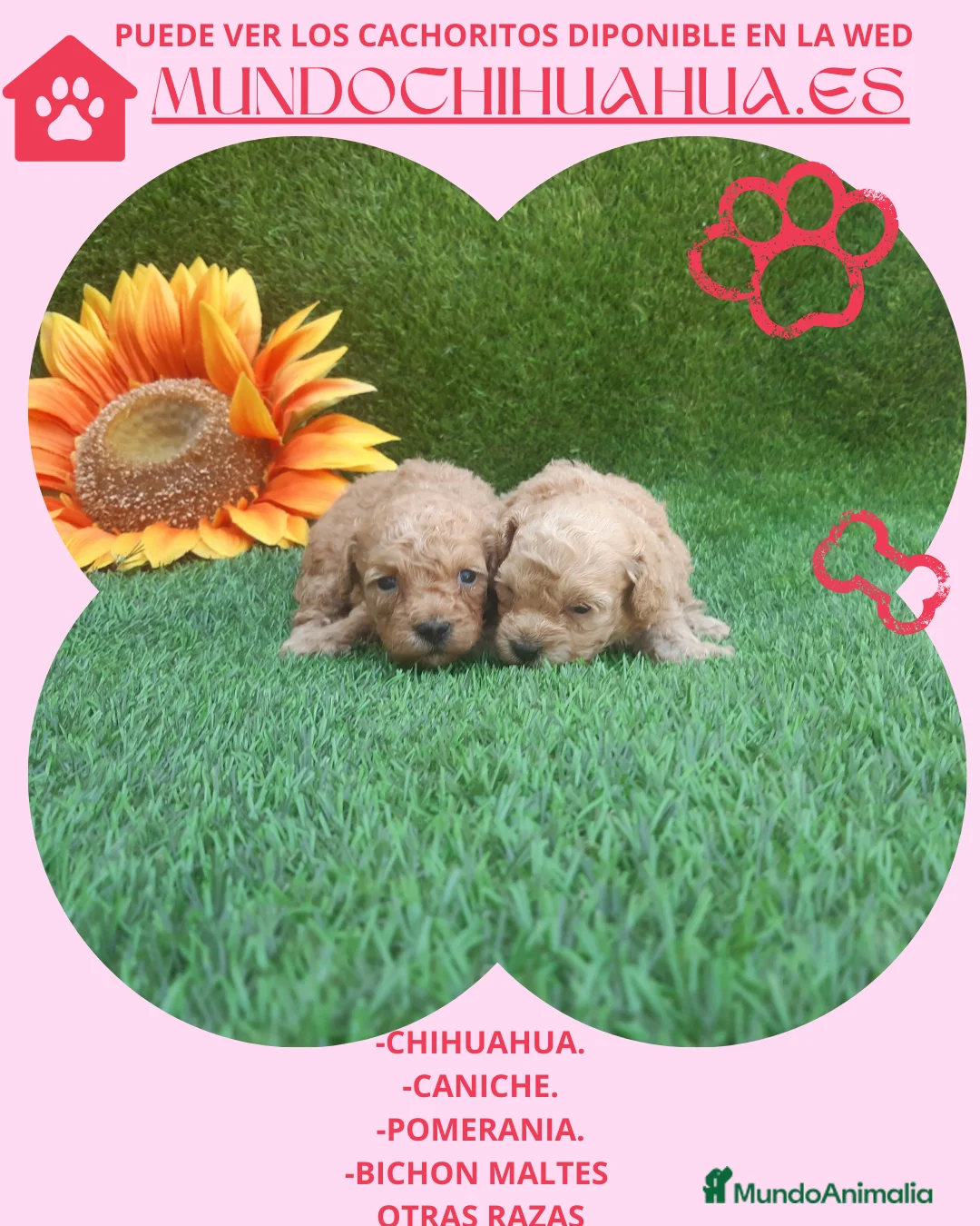 Caniche Toy perros en venta: PRECIOSOS CANICHE  ROJO LINEA TOY  - Anuncio 2