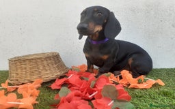 Teckel perros en venta: Machotes guapos de Teckel  - Imagen 2