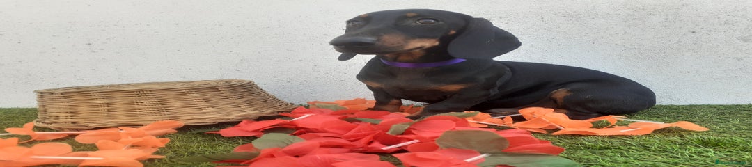 Teckel Cachorro 2