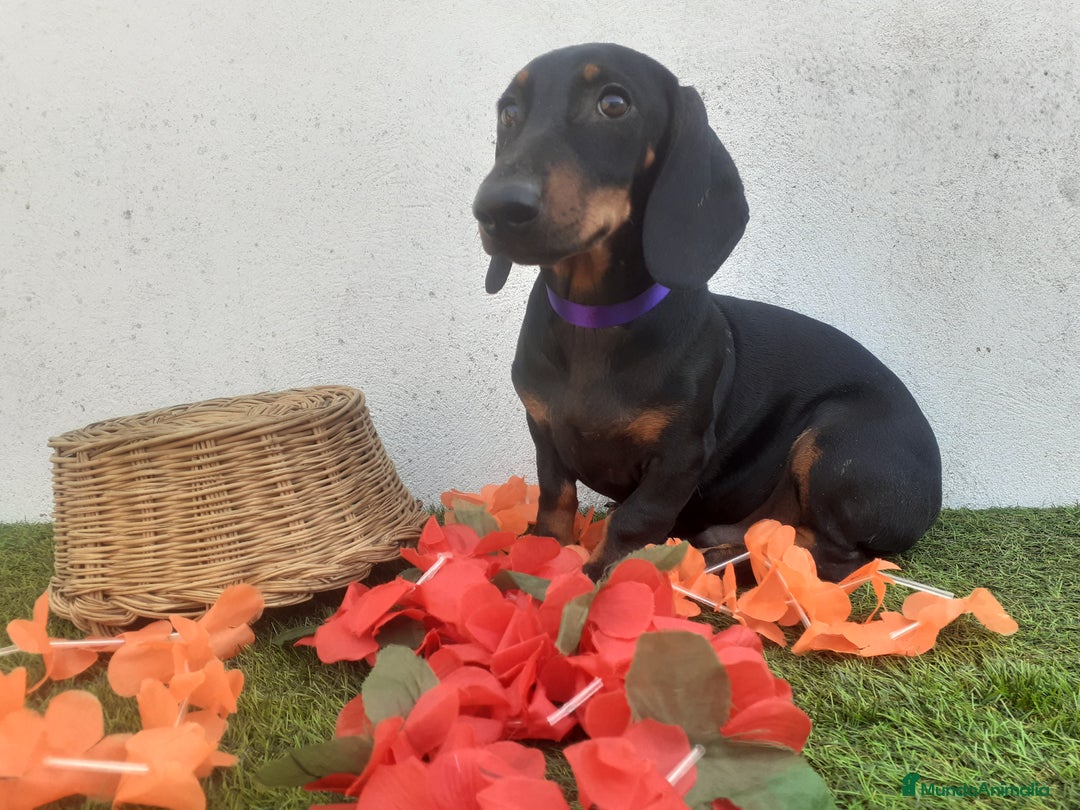 Teckel perros en venta: Machotes guapos de Teckel  - Imagen 2