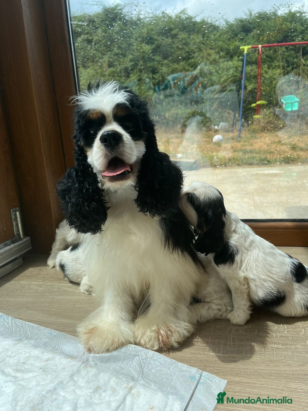 Cocker Spaniel Americano perros en venta: Cachorro particolor - Imagen 5