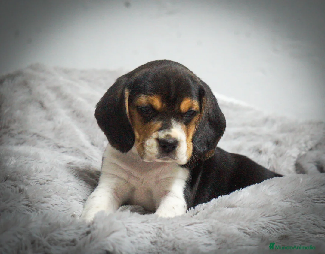 Imagen de galería {{count}}