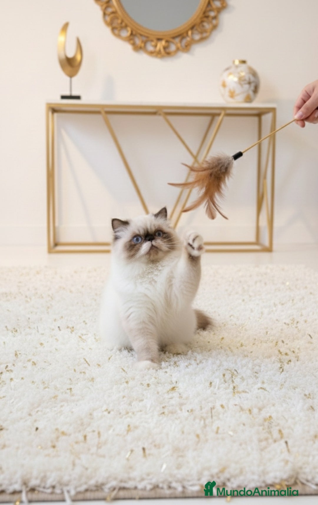 Persa gatos en venta: Persa himalayo  - Anuncio 3