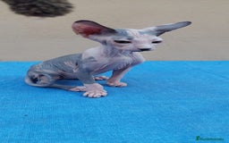 Sphynx gatos en venta: Preciosa hembrita lista para entregar  - Imagen 2
