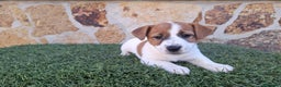 Jack Russell Terrier perros en venta: Jack Russell juguetones bicolor  - Anuncio 3